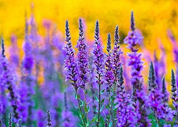 《盛世天下》媚娘篇今日正式上线 售价39.2元