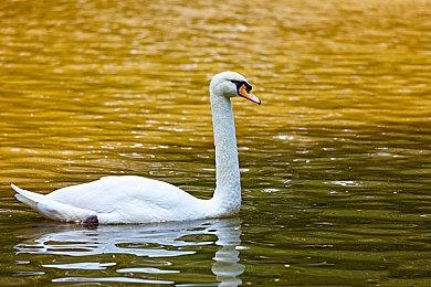 《天命重启：心跳的抉择》上架Steam 黑帮也谈恋爱